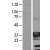 Western Blot: ATPase Na+/ K+ beta 3 Lysate [NBL1-07812] - Western Blot experiments. 
Left-Control; Right -Over-expression Lysate for ATP1B3